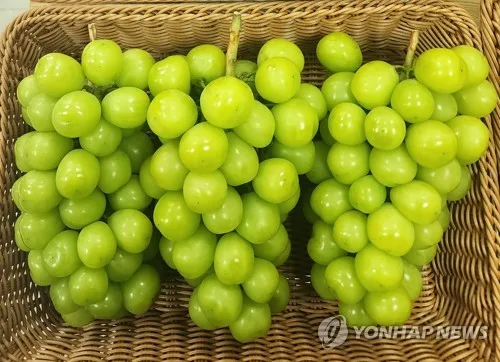 샤인머스캣 가격 3년간 45% 하락…추석 출하로 추가 폭락 우려
