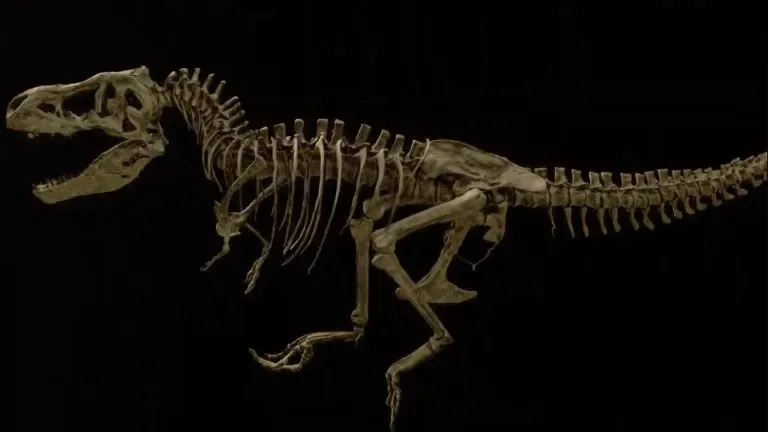 Costela quebrada de T. rex preserva vasos sanguíneos de 66 milhões de anos