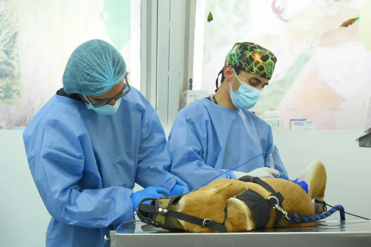 Bogotá amplía la oferta de esterilizaciones gratuitas con 11.000 cupos para perros y gatos en septiembre: conozca los requisitos