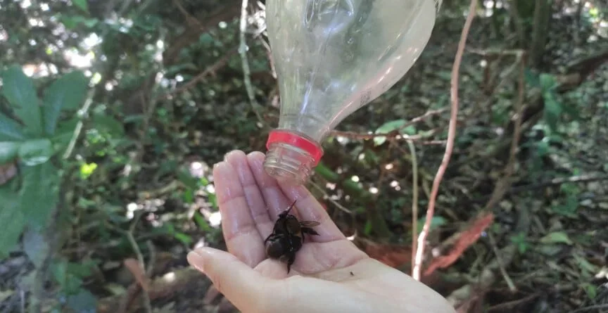 Desastre de Mariana desequilibra população de abelhas e ameaça a polinização na região