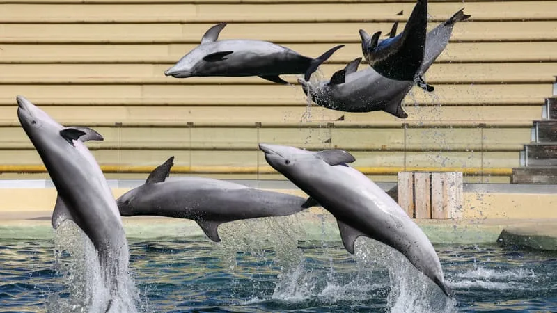 Les dauphins du Marineland d'Antibes ne rejoindront finalement pas le zoo de Beauval