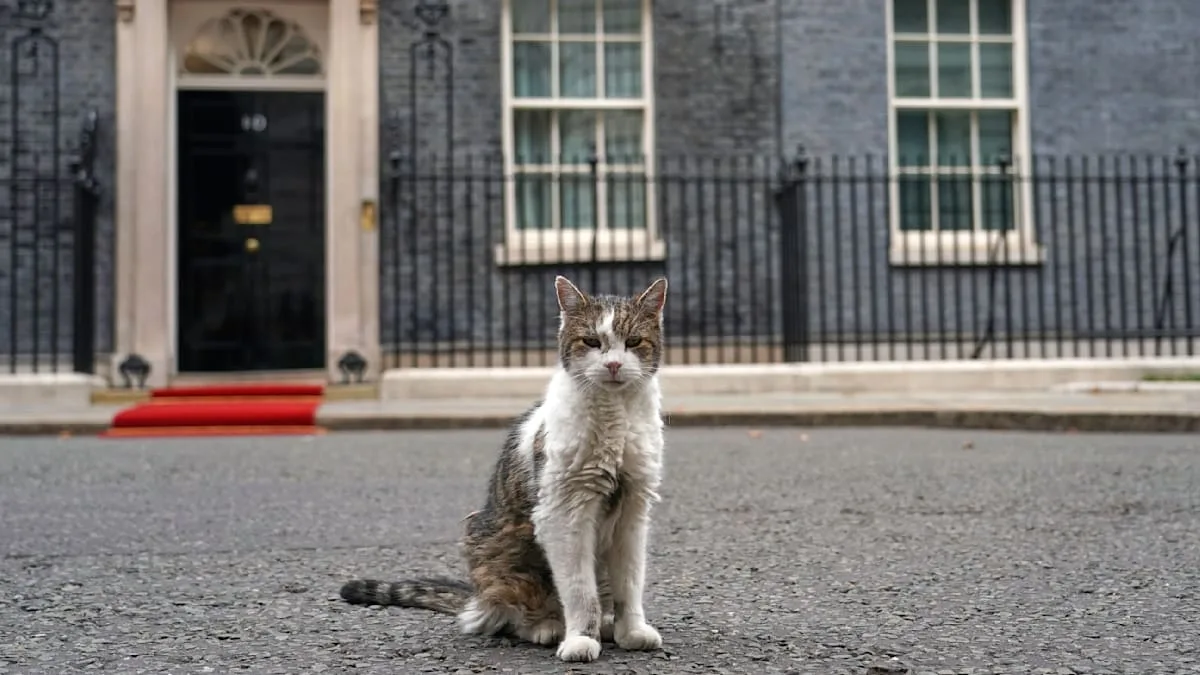 Larry ist zurück – Downing-Street-Kater erholt sich von OP