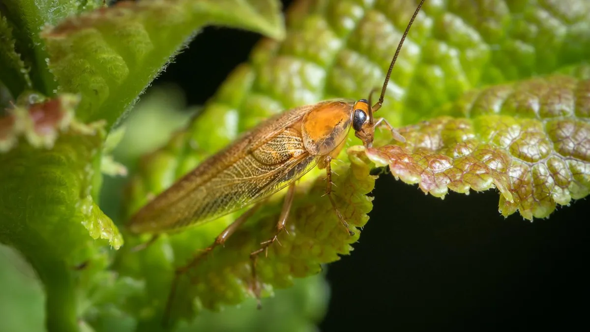 Falscher Kakerlaken-Alarm: Warum die Waldschabe im Herbst in die Wohnung kommt
