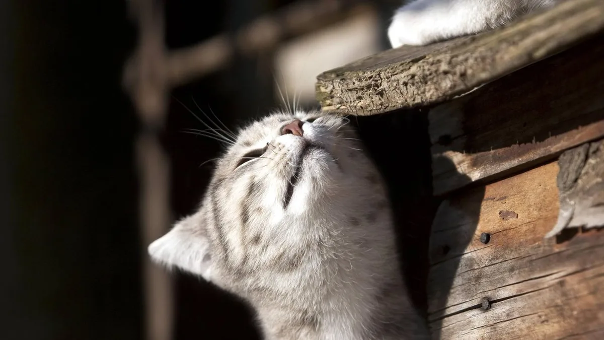 Biologie: Forscher lösen 100 Jahre altes Rätsel über Katzen