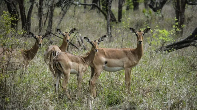Parque moçambicano da Gorongosa vence prémio internacional