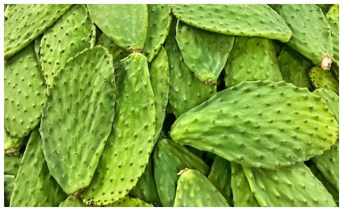 Los beneficios de los nopales; ¿a qué personas puede favorecer su consumo?