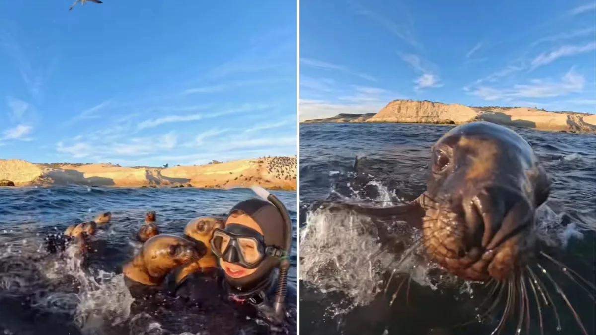 “Besos” a las 8 de la mañana: el video de un buceador en Puerto Madryn rodeado de lobos marinos que se volvió viral
