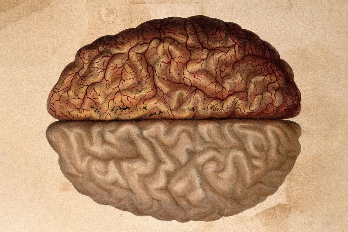 Traumatismo cranioencefálico: abordagem terapêutica inovadora testada em Coimbra