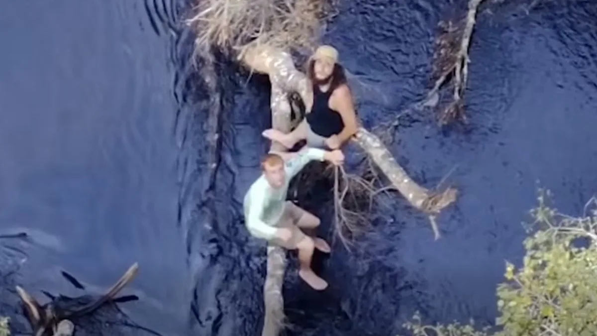 Florida Men Cling to Tree for Their Lives in Alligator Habitat