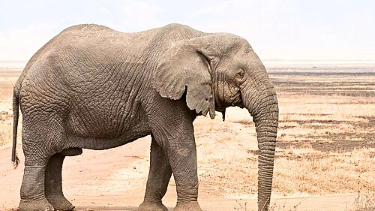 Scientists find African elephants can distinguish visual clues linked to food quantity