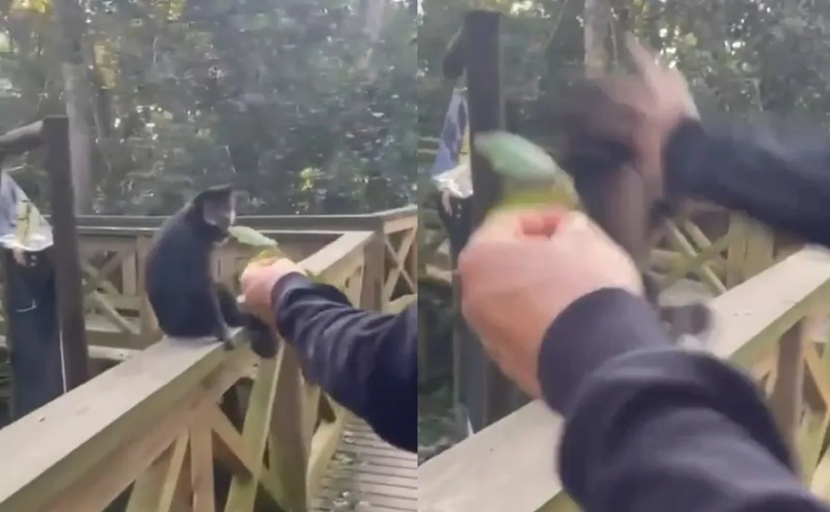 Revoltante! Macaco é agredido por homem em parque e suspeitos são identificados pela polícia; veja o vídeo