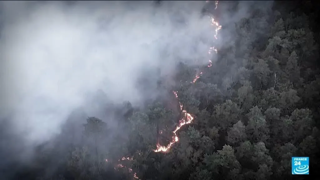 La forêt de Fontainebleau rouvre au public ce samedi