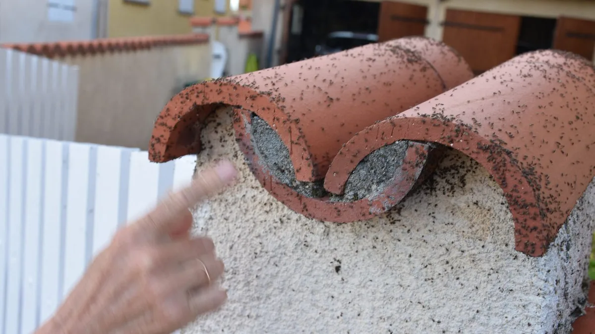 "On a l'impression d'en avoir plein sur soi" : avec la canicule, les punaises des champs envahissent les habitations
