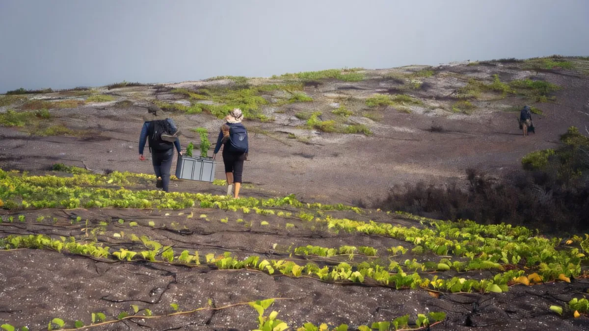 In 2007, only 6 Galápagos snapdragons were known to survive on remote lava fields; after...