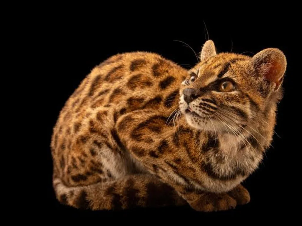 Este pequeño gato llevaba 1.4 millones de años escondido a plena vista: la ciencia acaba de descubrir que era una especie distinta