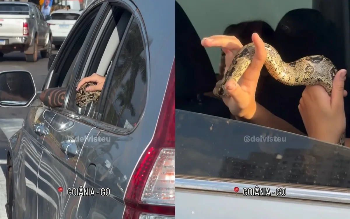 Cobra impressiona ao sair de carro no meio do trânsito em Goiânia; vídeo