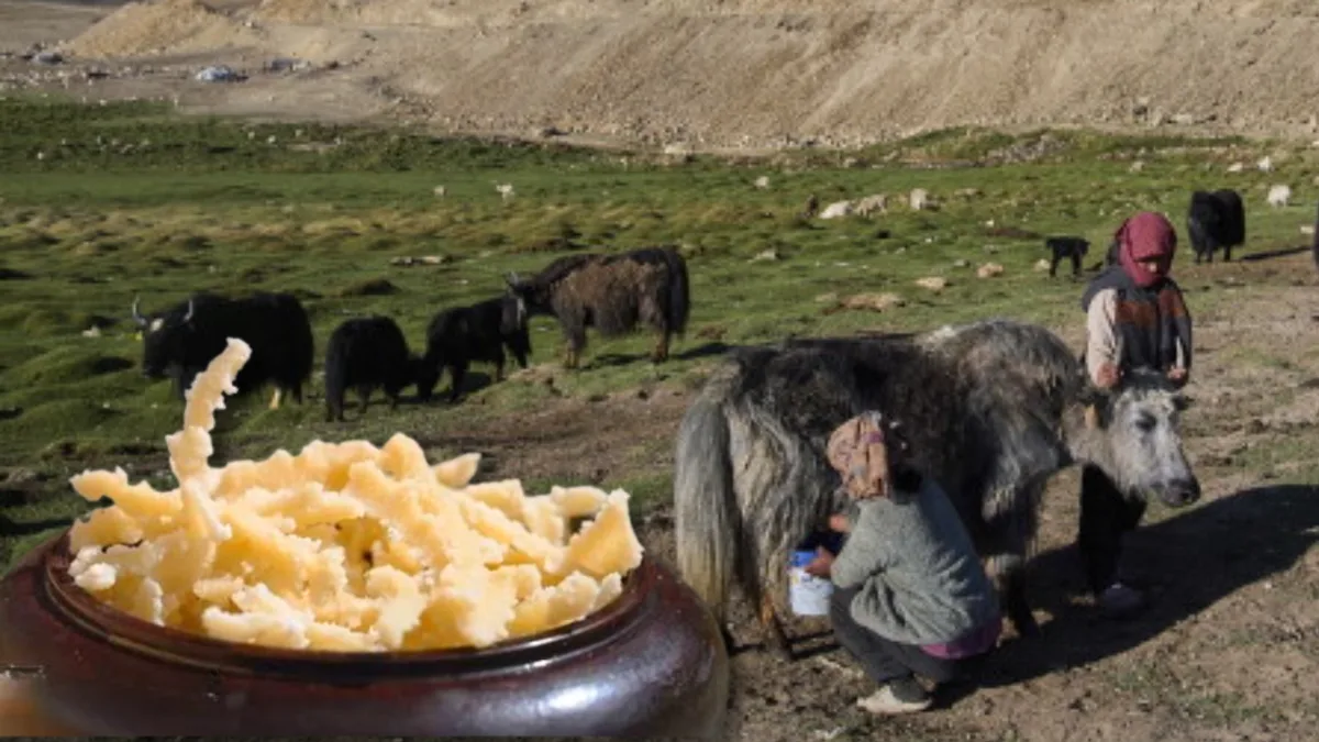 Ladakh’s traditional yak churpi cheese wins gold at international competition