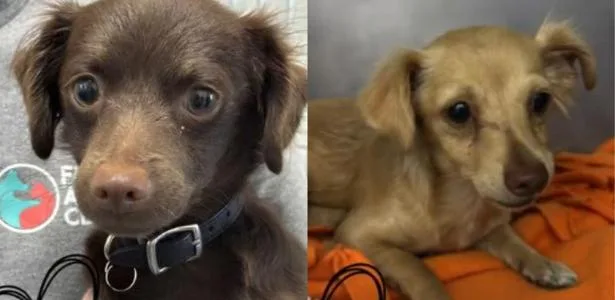 Cães são resgatados com metanfetamina no organismo; dois receberam antídoto