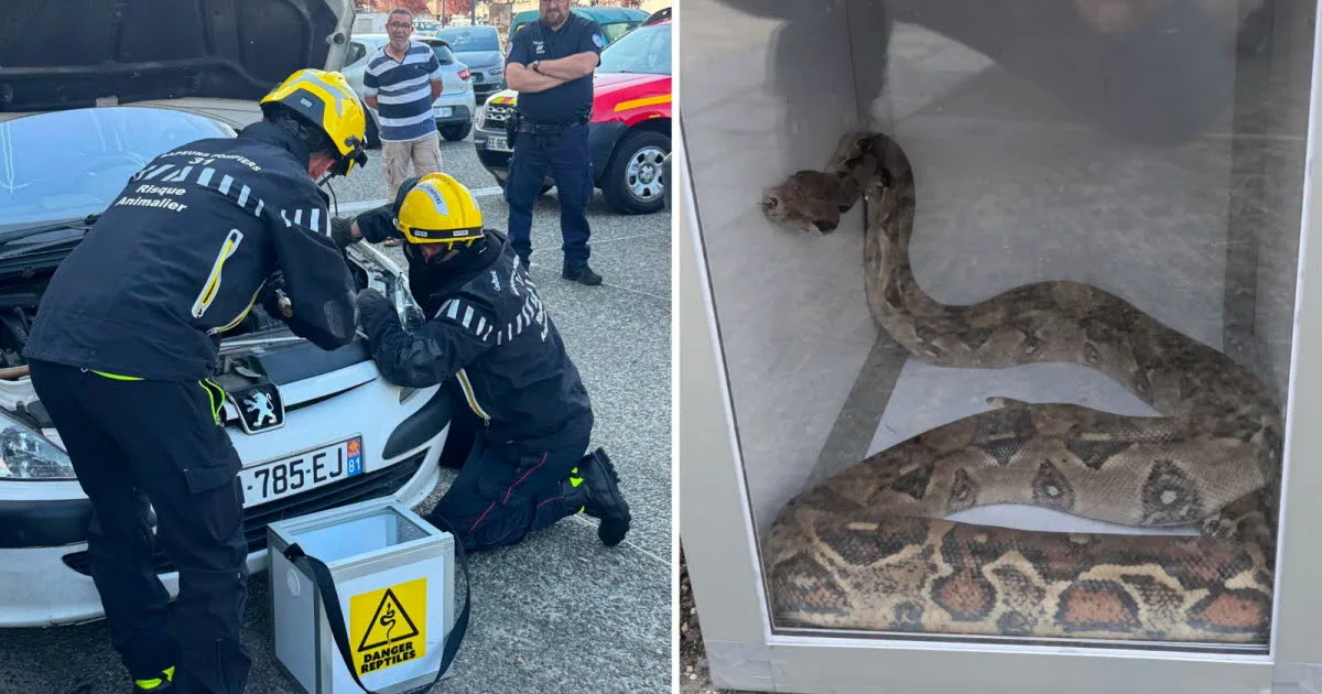 Haute-Garonne. Les pompiers à la rescousse de deux boas : l'un en pleine rue, l'autre dans un moteur de voiture