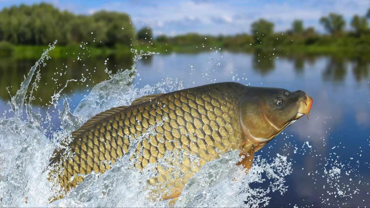 Tasmania spent 28 years removing invasive carp from two lakes; after 49,301 fish were...