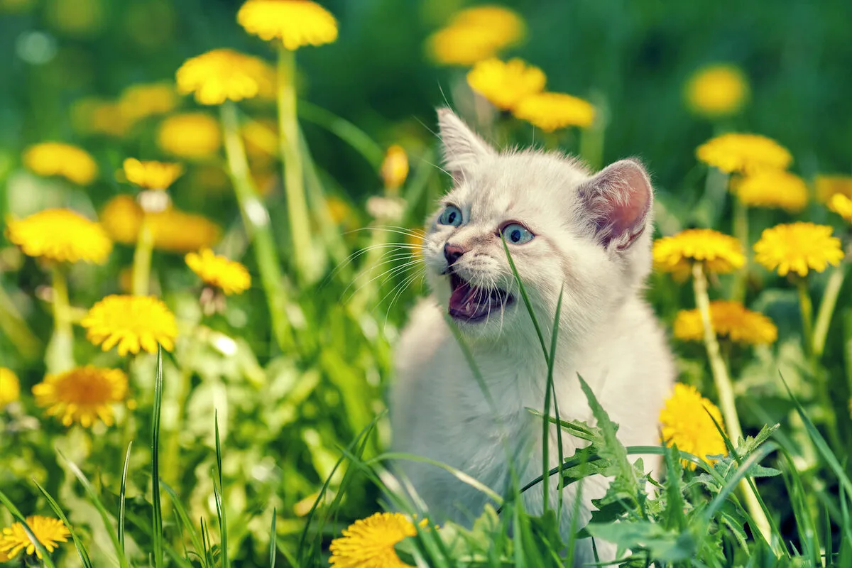 Por que é que os gatos miam