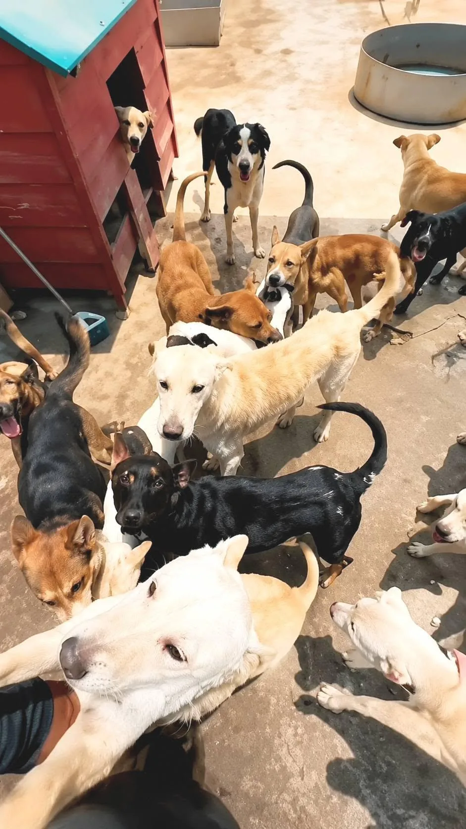 Coahuila: Fundación Frichem rechaza acusaciones y promete responder ante la justicia por 53 perros
