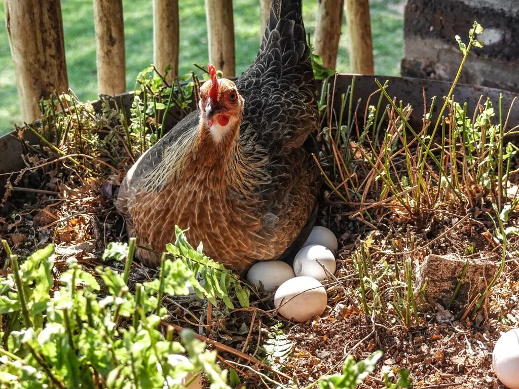 El debate del huevo o la gallina ya no es filosófico: la biología molecular acaba de cerrarlo para siempre