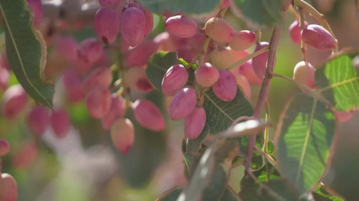 Del vino al fruto seco: los productores sanjuaninos y mendocinos se pasan al pistacho para salvar el negocio