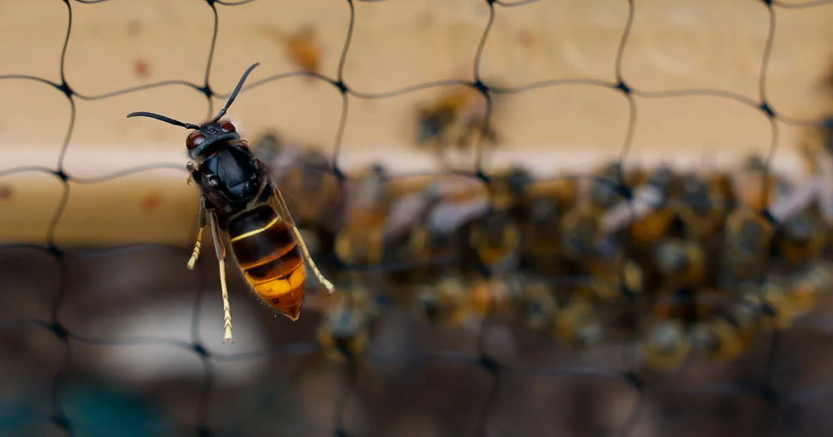Environnement. « Organiser une lutte cohérente » : un plan national mis en place contre le frelon asiatique