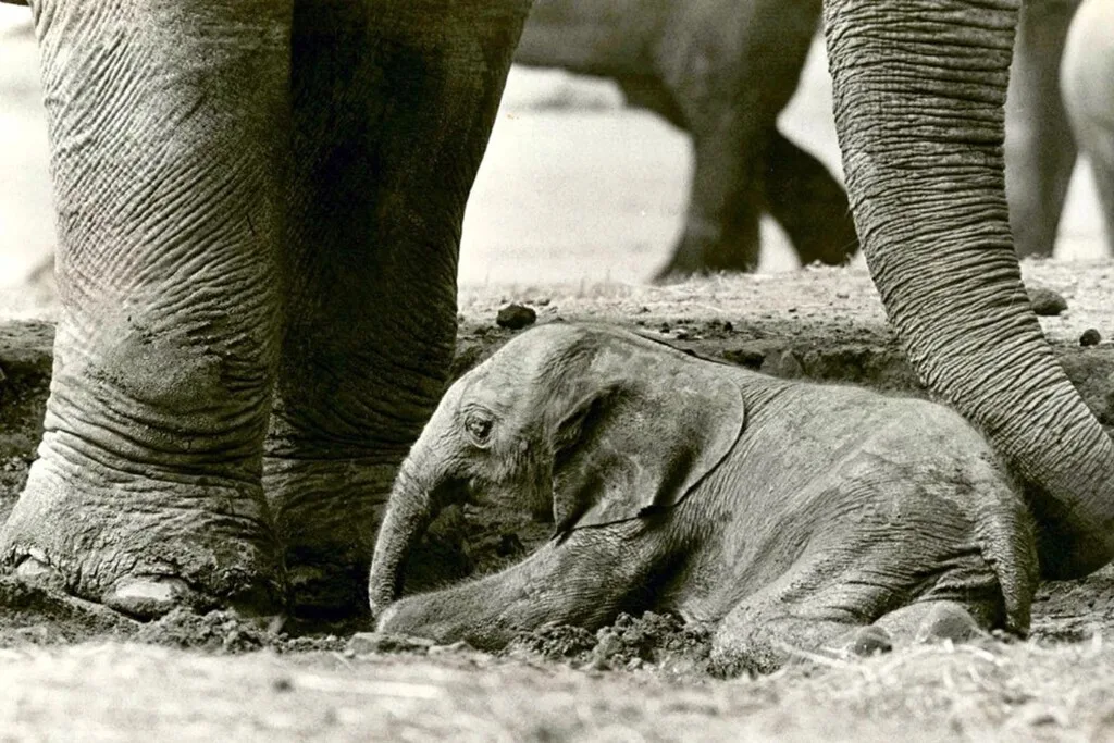 Hace 48 años un inusual elefante nació en un zoológico de Reino Unido. Hoy sabemos que es un animal que no debió existir