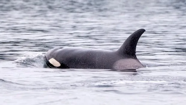 Orcas wow beachgoers with extremely close encounter | The Moment
