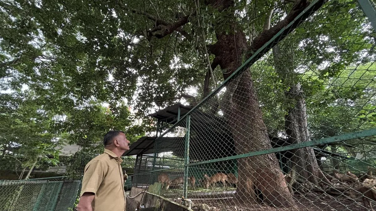 Thiruvananthapuram zoo set to protect old Arara nut-tree