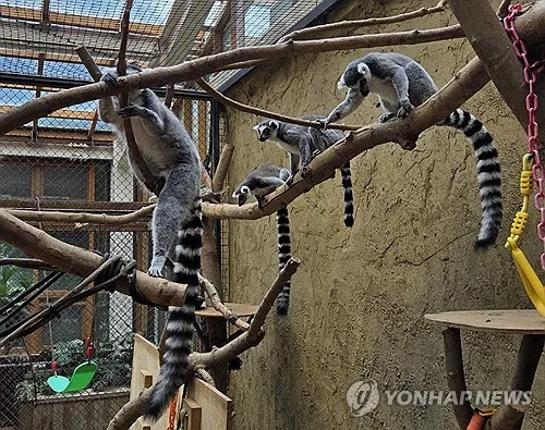 전주동물원, 알락꼬리여우원숭이 등 멸종위기종 무상양여 받아