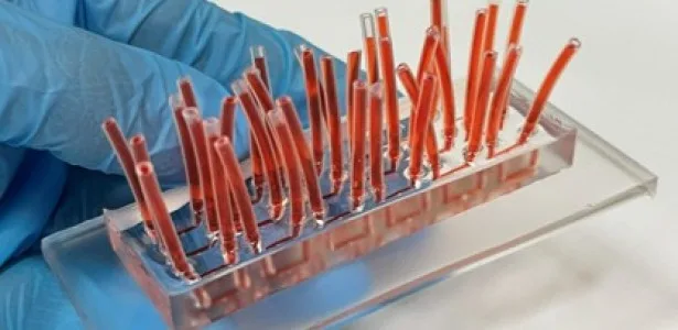 Dispositivo simula tecidos humanos e oferece alternativa à experimentação animal