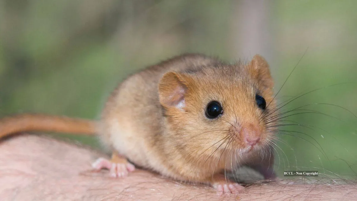 How 23,000 edible dormice became a problem for Britain