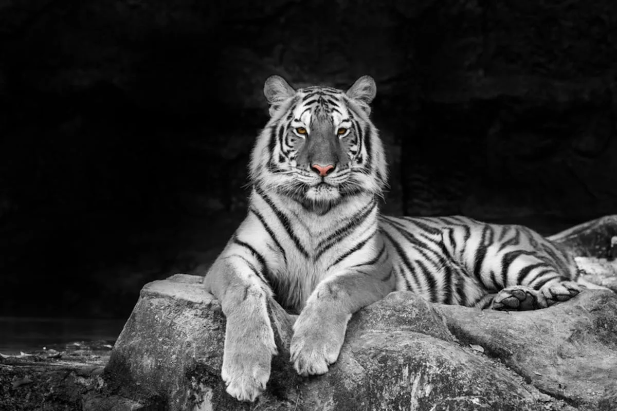 Man dies after entering tiger enclosure at British zoo