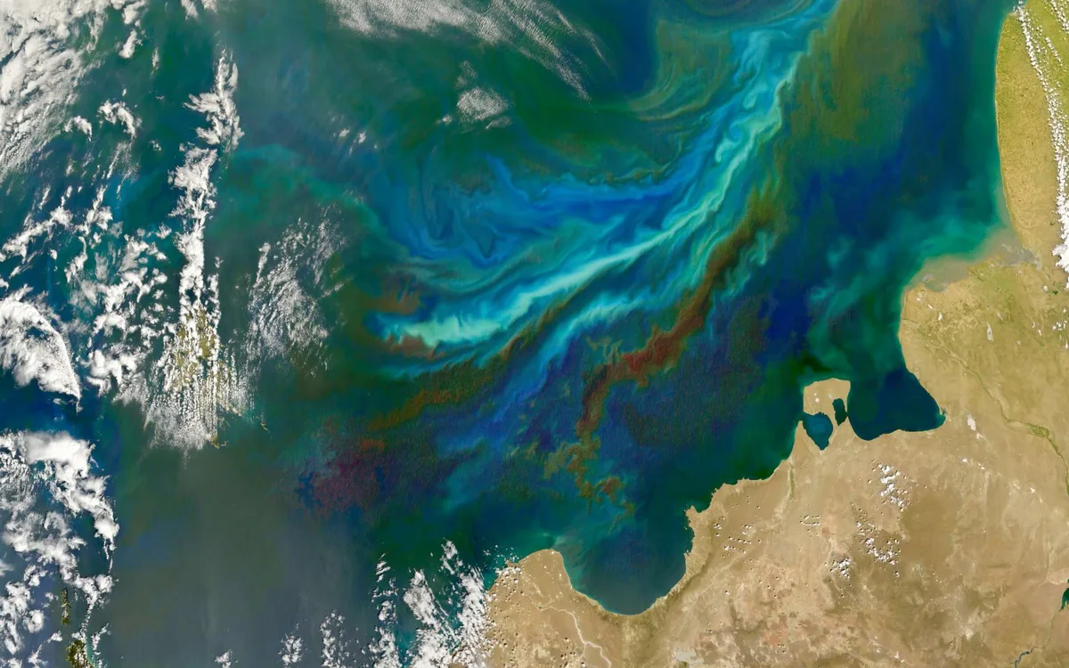 Le Pacifique change déjà : comment El Niño perturbe la base de toute la vie marine