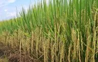 Governo marca para quarta leilão para comprar até 127,33 mil t de arroz