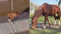 “O pior cão de guarda”: câmera de segurança flagra reação hilária de golden retriever ao ver ladrão invadindo casa