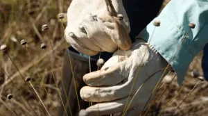 Pesquisadores encontram plantas extintas há 30 anos em área mantida pela Vale em MG