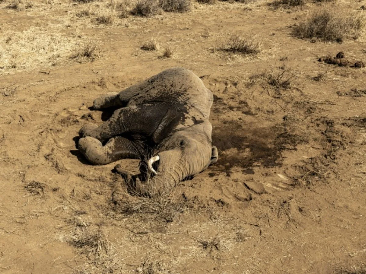 Dans le sud du Kenya, un mal mystérieux continue de tuer des éléphants