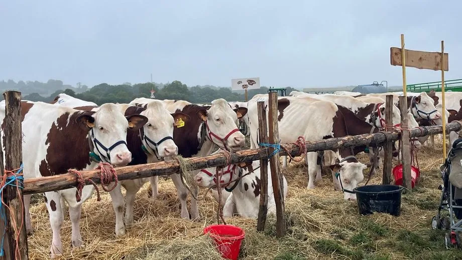 "On ne l'oubliera jamais" : il y a un an, les premiers cas de dermatose bovine apparaissaient en Franche-Comté