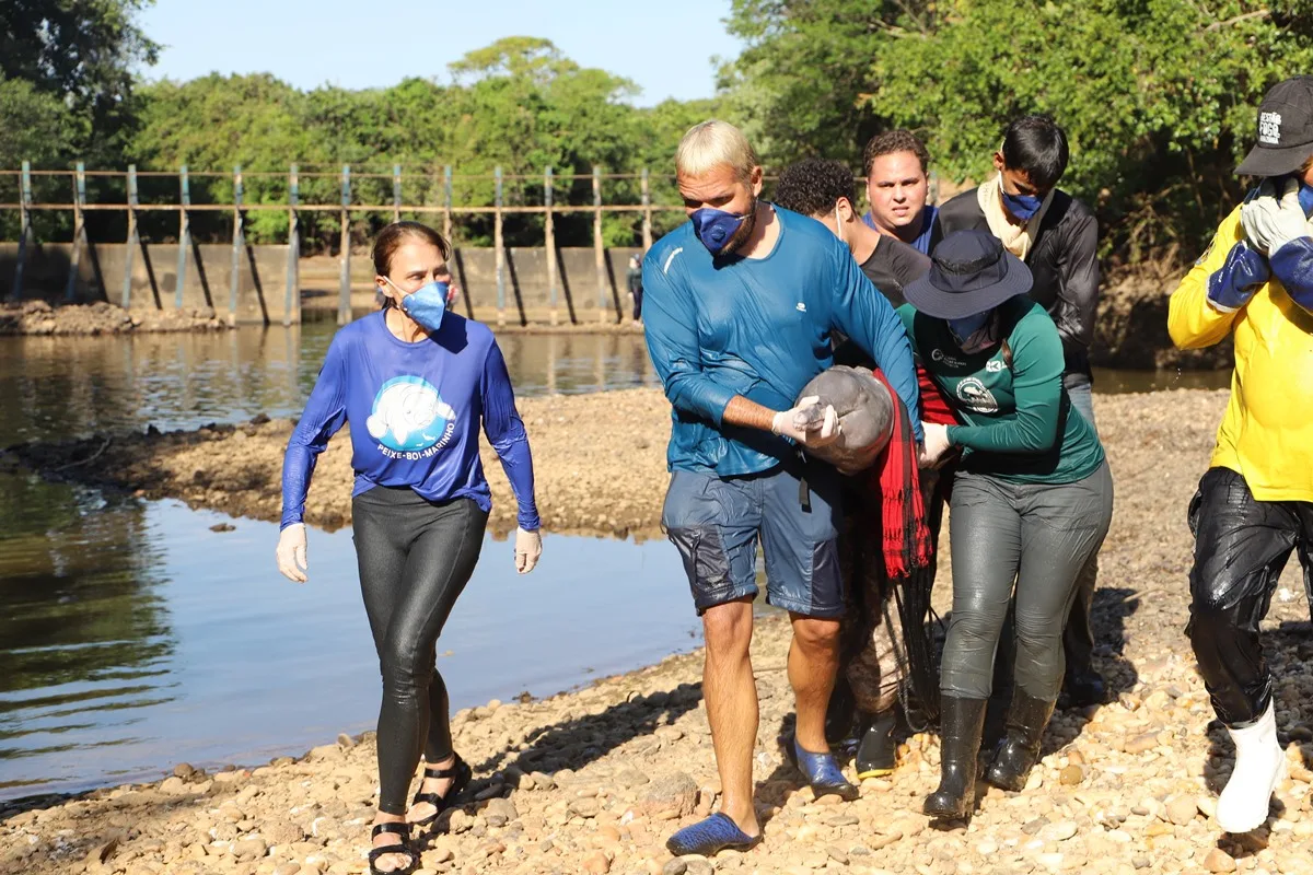 Equipe resgata botos vulneráveis à extinção que estavam isolados pela seca