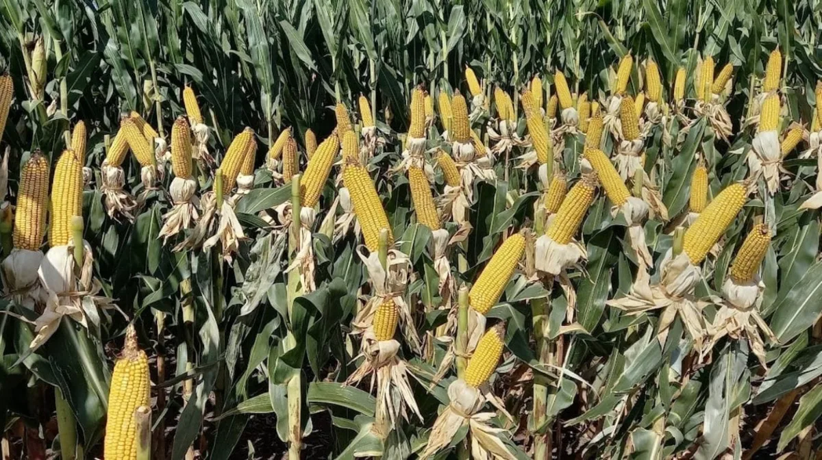 Revelan el secreto molecular del maíz y el sorgo para resistir al cambio climático