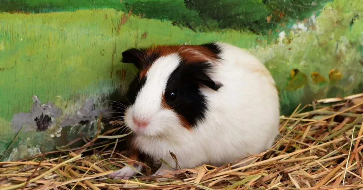 Japon. Il massacrait des hamsters des "love hotels" : un tueur en série de rongeurs écroué