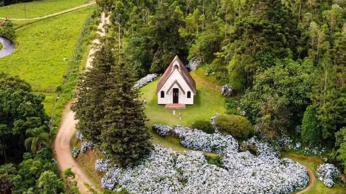 Igreja de madeira cercada por hortênsias parece saída de um conto de fadas em SC