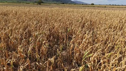 Plan de relance de l'agriculture : la Coordination rurale "craint une vague de cessation d'activités et de suicides importante" après les canicules et la sécheresse