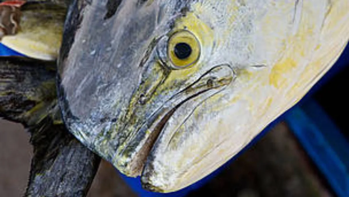 Vuelve el ceviche: El Niño adelanta la temporada de perico y 58 mil toneladas llegarán a los mercados, ¿desde cuándo?