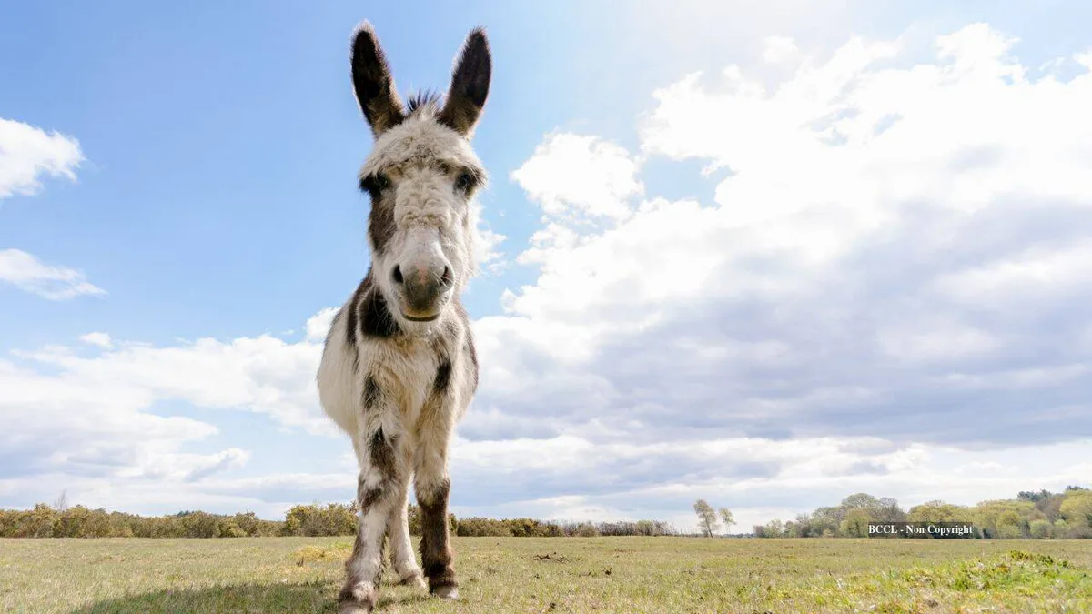 Wild horses and donkeys dig desert wells in Arizona, supplying water to 57 vertebrate species
