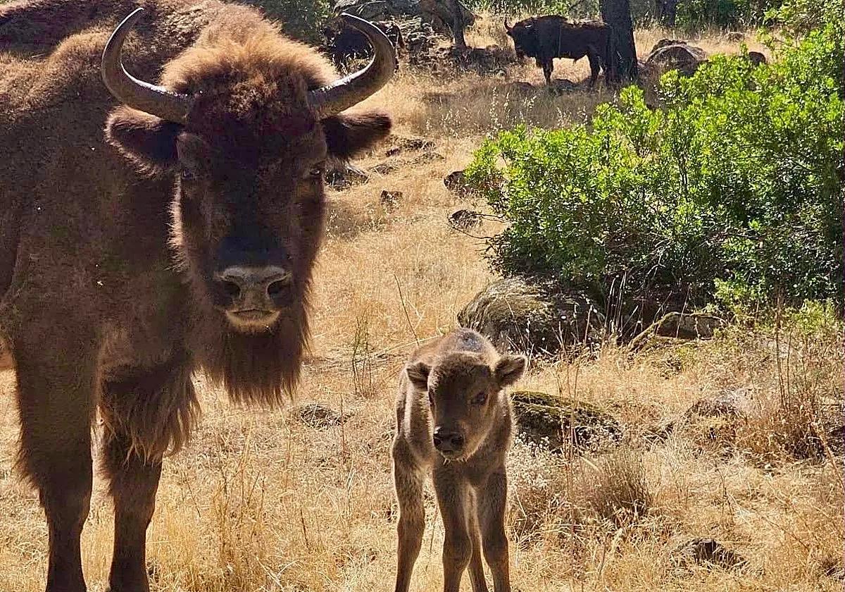 Andújar utiliza en sus campos bisontes para prevenir incendios